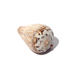 Glaucous Cone Shell