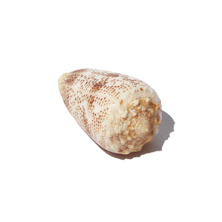 Sand-Dusted Cone Shell