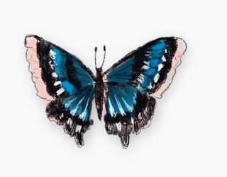 Butterfly | Antiquaria