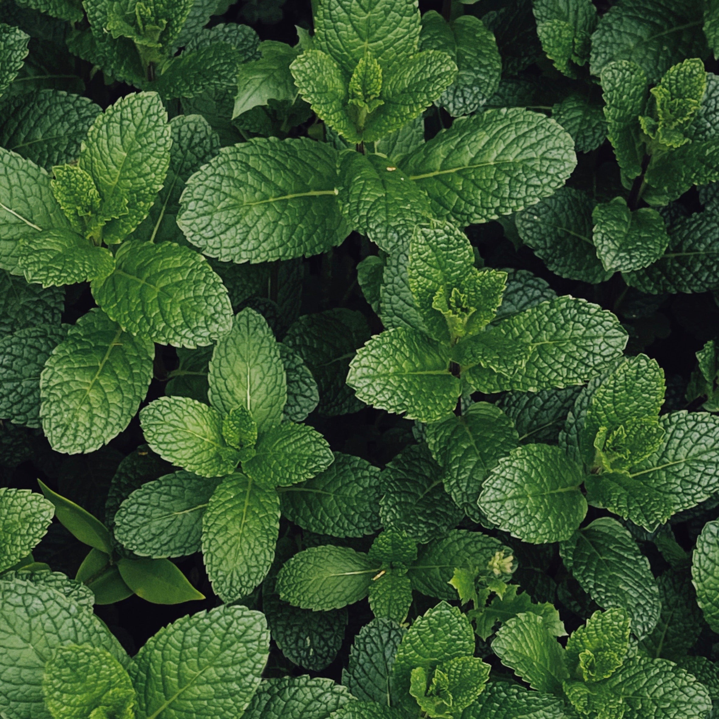 Fresh + Clean Fragrances – Often Wander