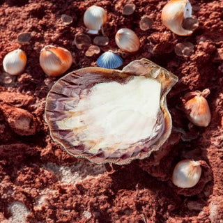 Lion's Paw Shell | Smudge Bowl