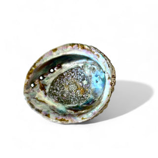 abalone shell