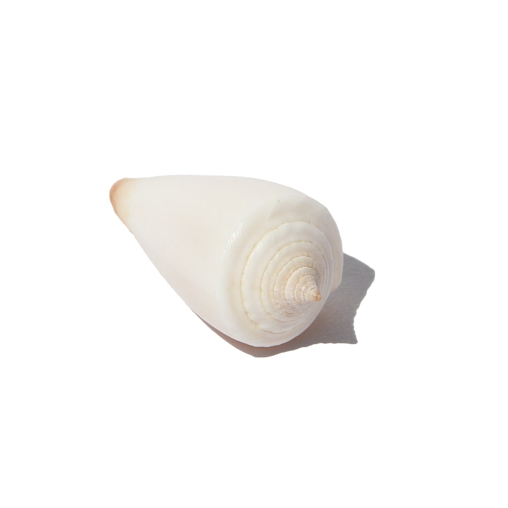 Dark Cone Shell – Often Wander