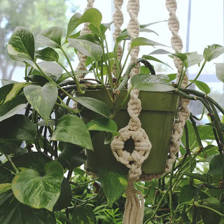 Natural Plant Hanger w/ Wood Rings | 45"