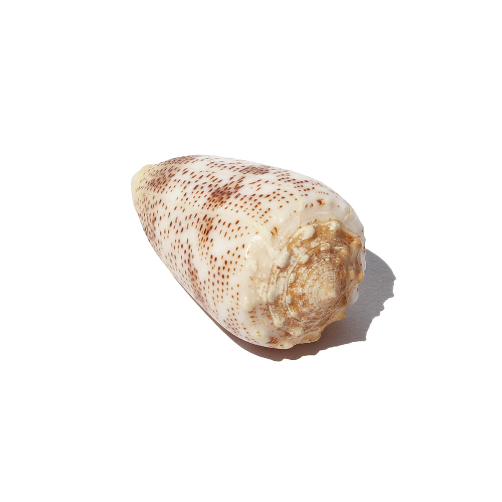 Sand-Dusted Cone Shell – Often Wander