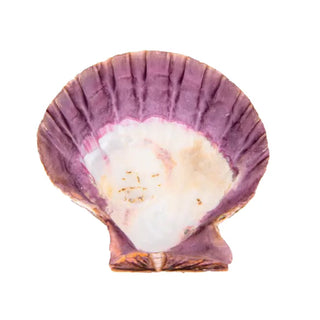 Lions Paw Shell | Smudge Bowl
